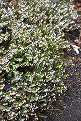 Ice Princess Heath (Erica carnea 'Ice Princess') at Lakeshore Garden Centres