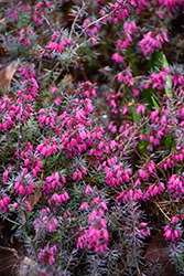 Nathalie Heath (Erica carnea 'Nathalie') at Lakeshore Garden Centres