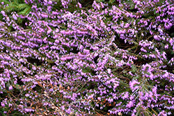 Cinderella Irish Heath (Daboecia cantabrica 'Cinderella') at Lakeshore Garden Centres