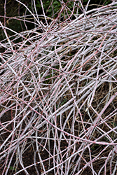 Ghost Bramble (Rubus lasiostylus var. hubeiensis) at Lakeshore Garden Centres