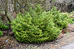 Dwarf Hiba Arborvitae (Thujopsis dolabrata 'Nana') at Lakeshore Garden Centres