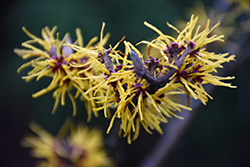 Wisley Supreme Witchhazel (Hamamelis mollis 'Wisley Supreme') at Lakeshore Garden Centres