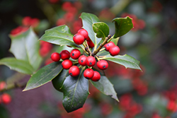 Calina Holly (Ilex 'Calina') at Lakeshore Garden Centres