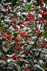 Echo English Holly (Ilex aquifolium 'Echo') at Lakeshore Garden Centres