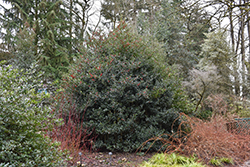 Echo English Holly (Ilex aquifolium 'Echo') at Lakeshore Garden Centres