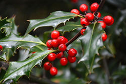 Echo English Holly (Ilex aquifolium 'Echo') at Lakeshore Garden Centres