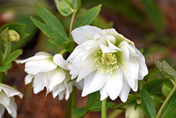 Sparkling Diamond Hellebore (Helleborus 'Sparkling Diamond') at Lakeshore Garden Centres