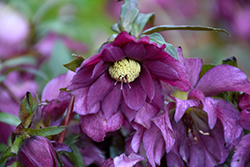 Berry Swirl Hellebore (Helleborus 'Berry Swirl') at Lakeshore Garden Centres