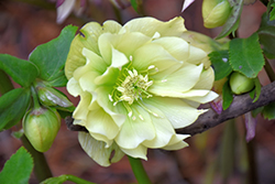 Golden Lotus Hellebore (Helleborus 'Golden Lotus') at Lakeshore Garden Centres