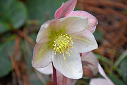 Pink Beauty Hellebore (Helleborus 'Pink Beauty') at Lakeshore Garden Centres