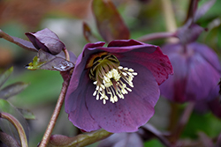 Blue Metallic Lady Hellebore (Helleborus 'Blue Metallic Lady') at Lakeshore Garden Centres