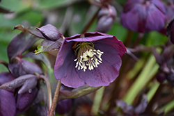 Winter Jewels Amethyst Glow Hellebore (Helleborus 'Amethyst Glow') at Lakeshore Garden Centres