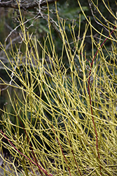 Yellow Twig Dogwood (Cornus sericea 'Flaviramea') at A Very Successful Garden Center