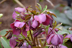 Purple Hellebore (Helleborus atrorubens) at Lakeshore Garden Centres