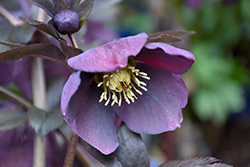 Spring Sunset Hellebore (Helleborus 'Spring Sunset') at Lakeshore Garden Centres