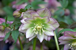 Spring Diamond Hellebore (Helleborus 'Spring Diamond') at Lakeshore Garden Centres