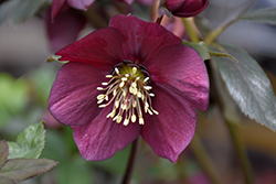 Winter Jewels Ruby Wine Hellebore (Helleborus 'Ruby Wine') at Lakeshore Garden Centres