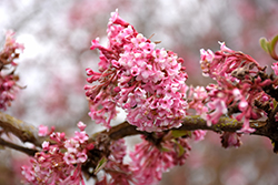 Dawn Viburnum (Viburnum x bodnantense 'Dawn') at Lakeshore Garden Centres