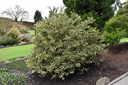 Hedgehog Holly (Ilex aquifolium 'Hedgehog') at Lakeshore Garden Centres