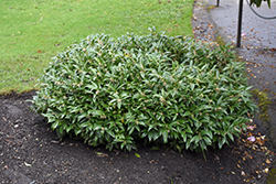 Fragrant Valley Sweet Box (Sarcococca hookeriana 'Sarsid 1') at Lakeshore Garden Centres