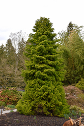 Golden Elegans Japanese Cedar (Cryptomeria japonica 'Elegans Aurea') at Lakeshore Garden Centres