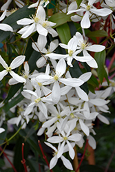 Snowdrift Clematis (Clematis armandii 'Snowdrift') at Lakeshore Garden Centres