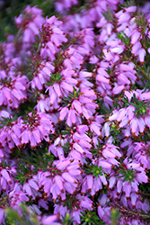 Pink Cloud Heath (Erica carnea 'Pink Cloud') at Lakeshore Garden Centres