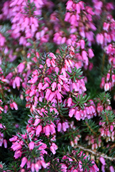 Tanja Heath (Erica carnea 'Tanja') at Lakeshore Garden Centres