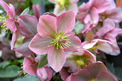 Gold Collection Platinum Rose Hellebore (Helleborus 'Platinum Rose') at Lakeshore Garden Centres