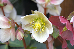 Spring Party Hellebore (Helleborus 'COSEH 720') at Lakeshore Garden Centres