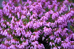Rosalie Heath (Erica carnea 'Rosalie') at Lakeshore Garden Centres