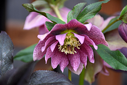Spring Princess Hellebore (Helleborus 'Spring Princess') at Lakeshore Garden Centres