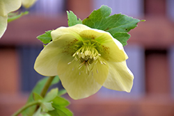 Yellow Jubilee Hellebore (Helleborus 'Yellow Jubilee') at Lakeshore Garden Centres