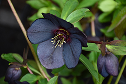 Winter Jewels Black Diamond Hellebore (Helleborus 'Black Diamond') at Lakeshore Garden Centres