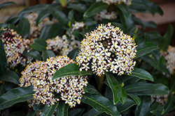 Luwian Japanese Skimmia (Skimmia japonica 'Wanto') at Lakeshore Garden Centres