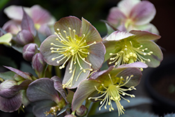 Silver Dollar Hellebore (Helleborus 'Silver Dollar') at Lakeshore Garden Centres