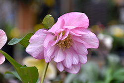 Cotton Candy Hellebore (Helleborus 'Cotton Candy') at Lakeshore Garden Centres