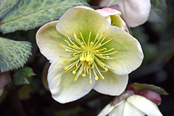 Winter Moonbeam Hellebore (Helleborus 'Winter Moonbeam') at Lakeshore Garden Centres