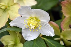 Gold Collection Snow Frills Hellebore (Helleborus niger 'Snow Frills') at Lakeshore Garden Centres