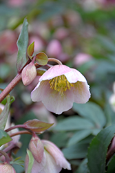 Winterbells Hellebore (Helleborus 'Winterbells') at Lakeshore Garden Centres