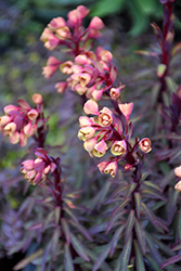 Blackbird Evergreen Spurge (Euphorbia 'Nothowlee') at Lakeshore Garden Centres