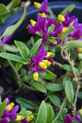 Kamniski Shrubby Milkwort (Polygala chamaebuxus 'Kamniski') at Lakeshore Garden Centres