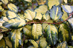 Clemson Variegated Silverberry (Elaeagnus pungens 'Clemson Variegated') at Lakeshore Garden Centres
