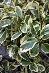 Silver Queen Euonymus (Euonymus japonicus 'Silver Queen') at Lakeshore Garden Centres