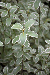 Marjorie Channon Kohuhu (Pittosporum tenuifolium 'Marjorie Channon') at Lakeshore Garden Centres