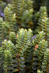 Sky Blue Hebe (Hebe venustula 'Sky Blue') at Lakeshore Garden Centres
