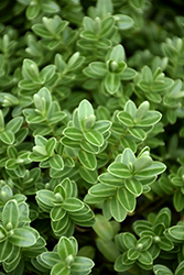 Tararua Hebe (Hebe evenosa) at Lakeshore Garden Centres
