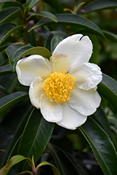 Fullmoon Polyspora (Polyspora longicarpa 'MonSaPaRby') at Lakeshore Garden Centres