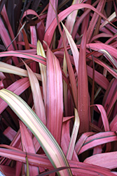 Margaret Jones New Zealand Flax (Phormium 'Margaret Jones') at Lakeshore Garden Centres