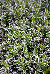 Variegated Boxleaf Japanese Euonymus (Euonymus japonicus 'Microphyllus Variegatus') at Lakeshore Garden Centres